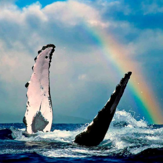 Whale Rainbow by @joewestphotography